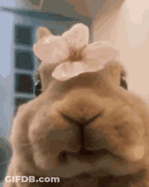 Cute Bunny Eating With Flower On Head GIF