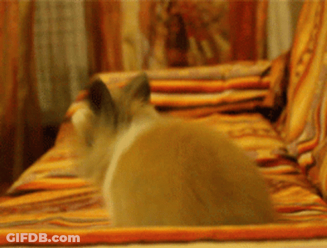 Cute Bunny Hopping On Couch GIF