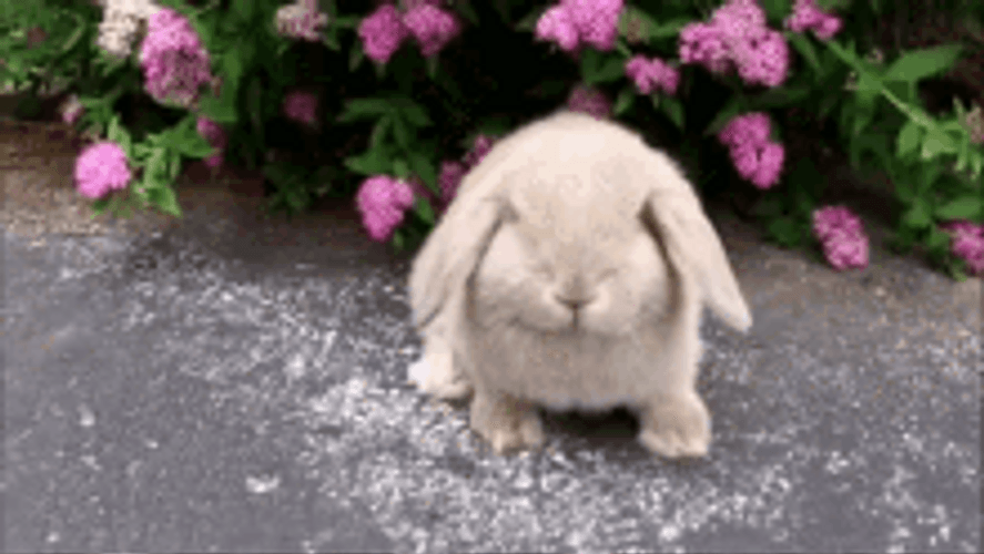 Cute Bunny Playing Nose Rabbit GIF