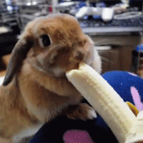 Cute Bunny Rabbit Eating Banana GIF