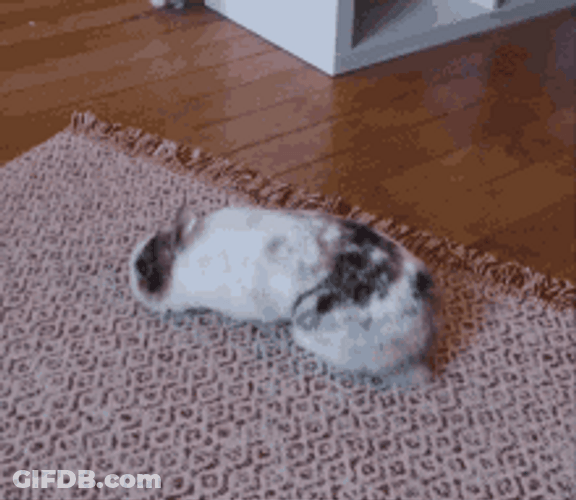Cute Bunny Rolling On The Carpet GIF