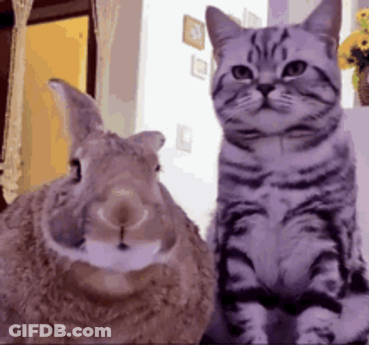 Cute Bunny Rubbing Head To Cat GIF
