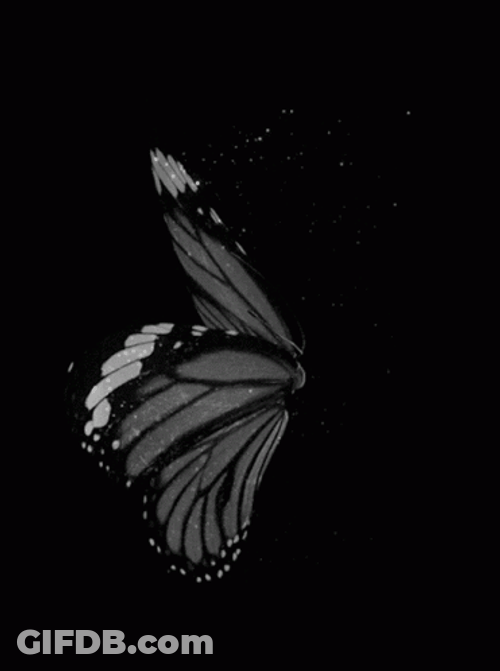Cute Butterfly Black And White GIF