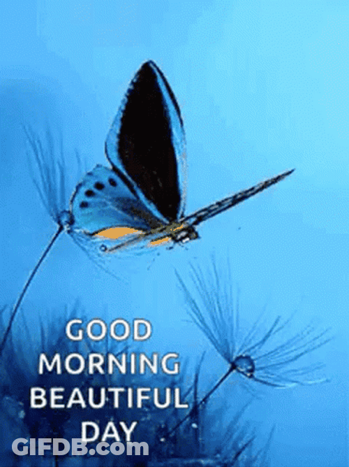 Cute Butterfly Good Morning GIF