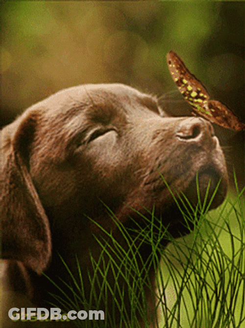 Cute Butterfly Labrador Dog Nose GIF