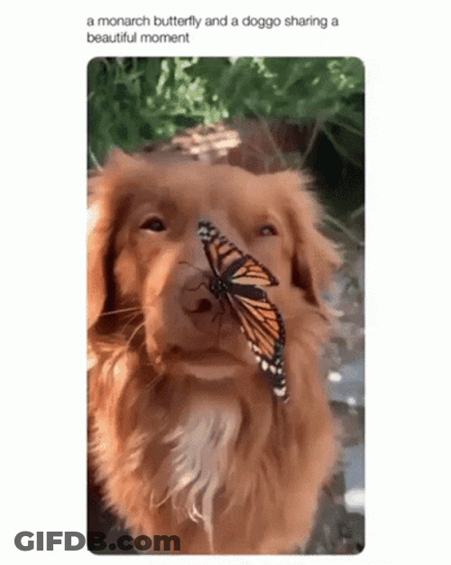 Cute Butterfly Resting On Dog GIF