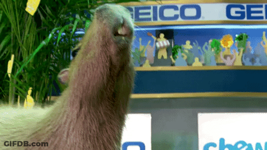 Cute Capybara Standing Tall GIF