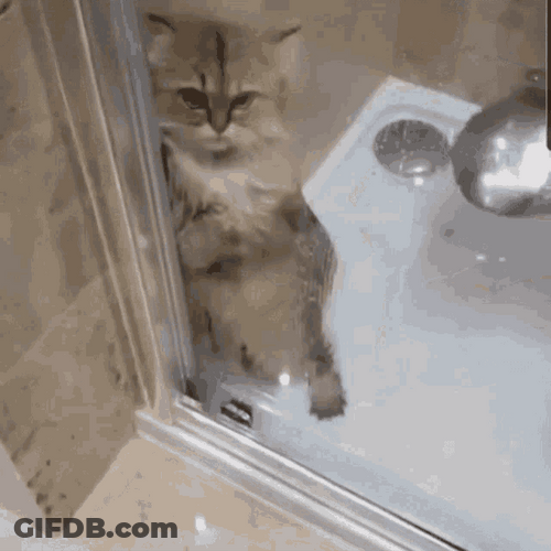 Cute Cat Afraid Of Shower Time GIF
