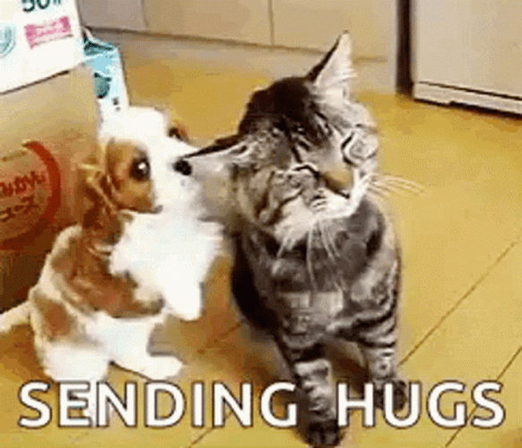 Cute Cat And Dog Care GIF