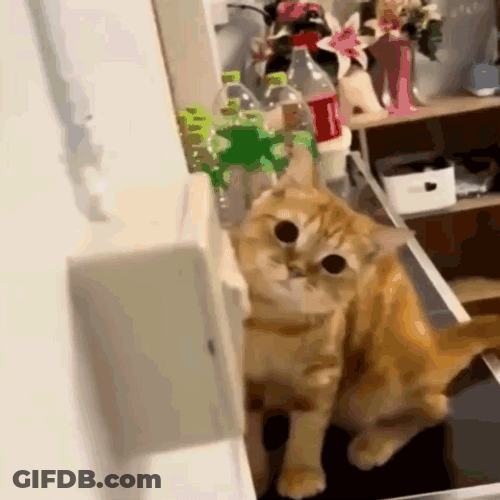 Cute Cat Attitude Prank GIF