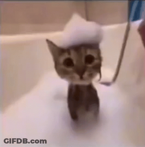 Cute Cat Bath Suds GIF