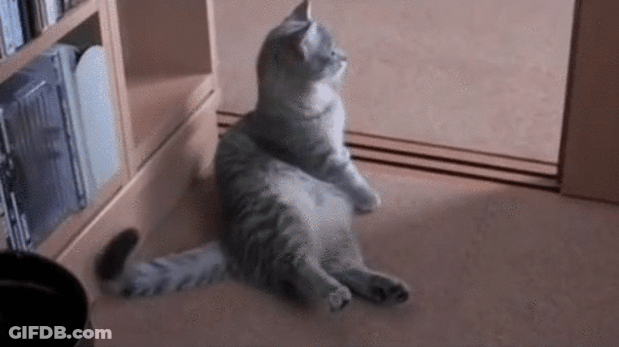 Cute Cat Begging GIF
