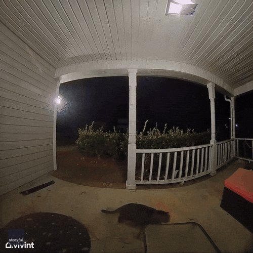 Cute Cat CCTV Let Me In Meme GIF