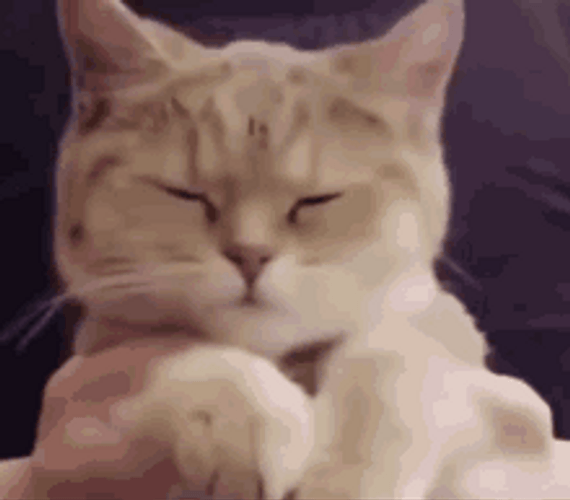 Cute Cat Celebration Dance GIF