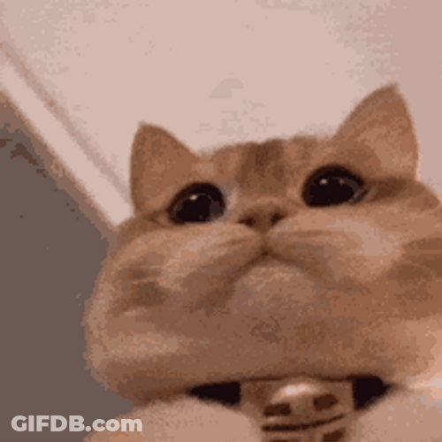 Cute Cat Chubby Cheeks Dilated Pupils GIF