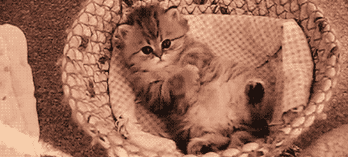 Cute Cat Curling GIF