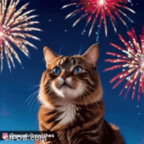 Cute Cat Cute Kitty GIF