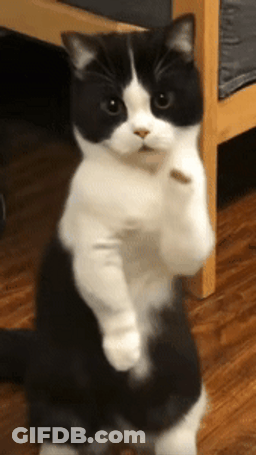 Cute Cat Dancing Meme GIF