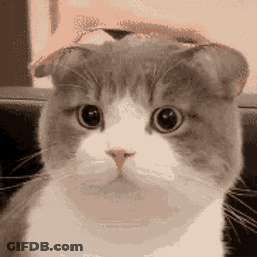 Cute Cat Discord Pfp GIF