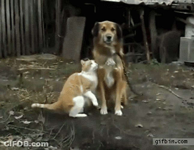 Cute Cat Dog Friends Cheek Kiss No Reaction GIF