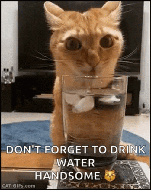 Cute Cat Don't Forget To Drink Water Meme GIF