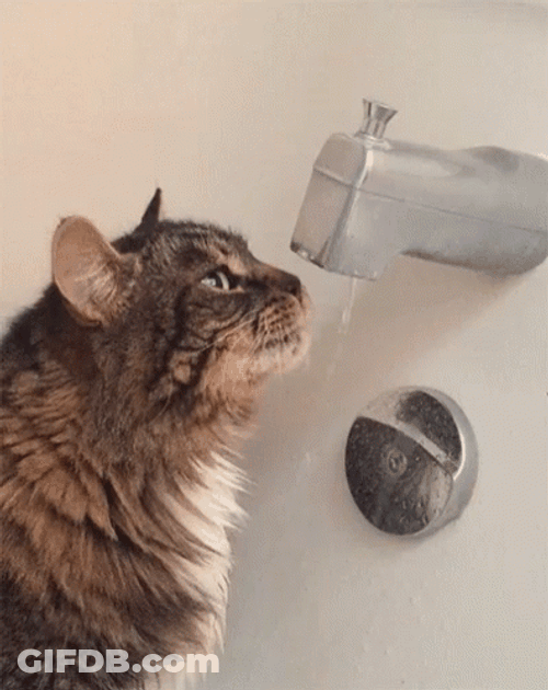 Cute Cat Drinking From Spout GIF