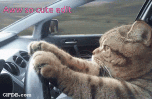 Cute Cat Driving Car GIF