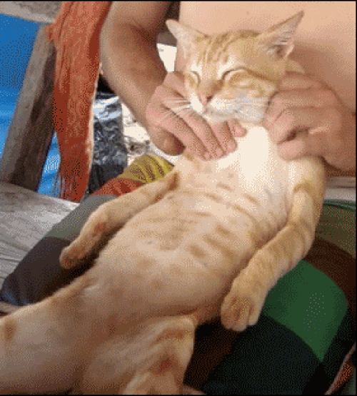 Cute Cat Enjoying Body And Foot Massage GIF