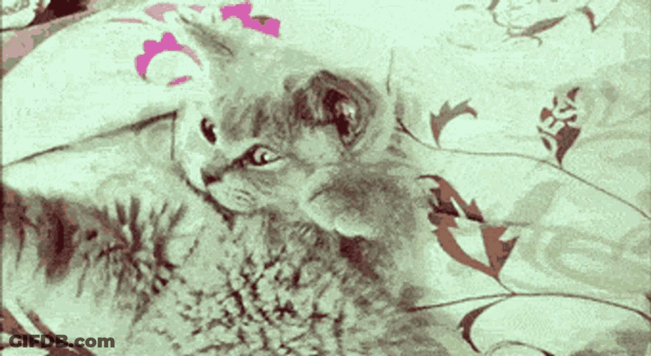 Cute Cat Facepalm GIF