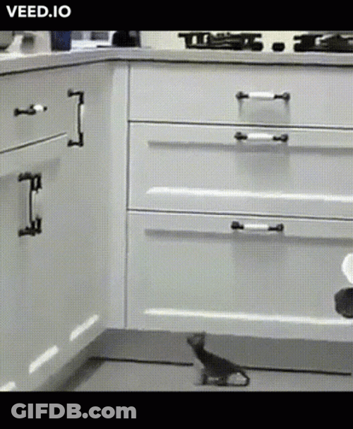 Cute Cat Fail To Jump GIF