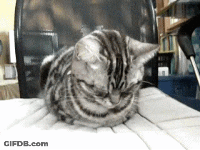 Cute Cat Fell Asleep GIF