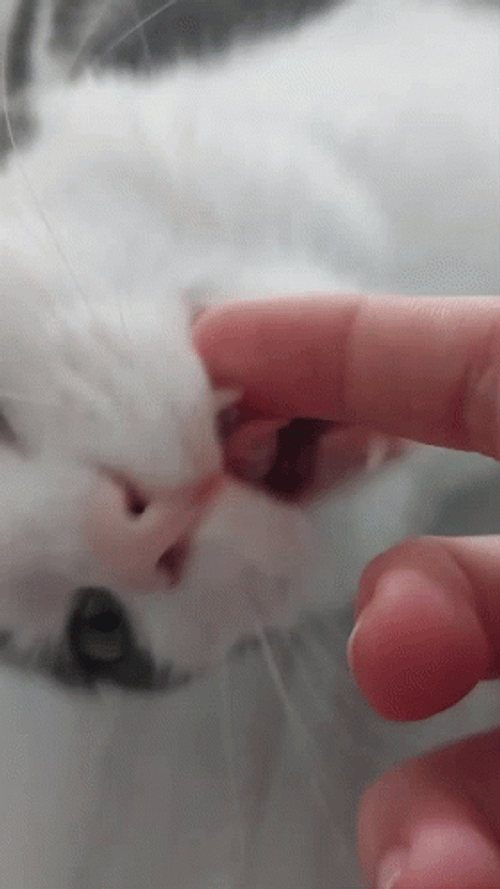 Cute Cat Finger Slurp GIF