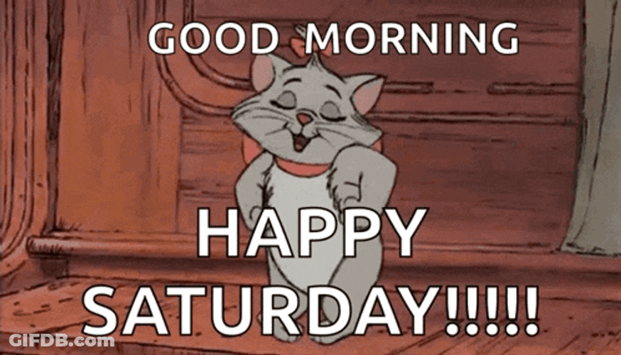 Cute Cat GIF