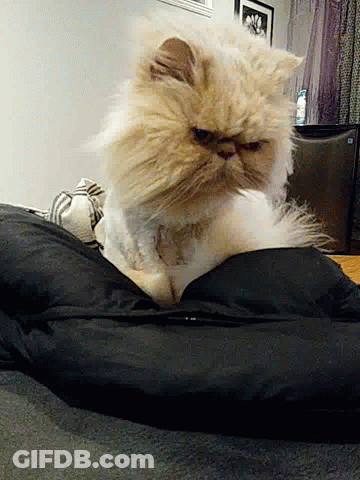 Cute Cat GIF