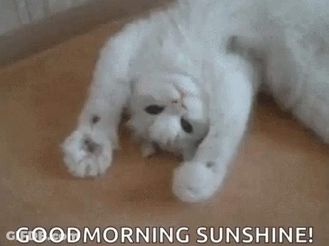 Cute Cat Good Morning Sunshine GIF