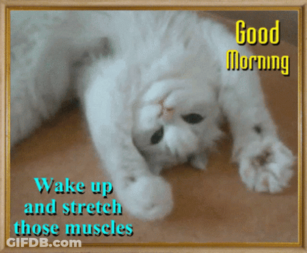 Cute Cat Good Morning Work Exercise GIF