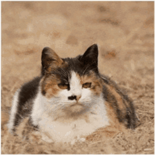 Cute Cat Head Air Draw Question Mark GIF