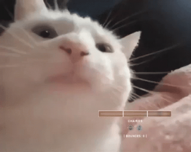 Cute Cat Head Bang GIF