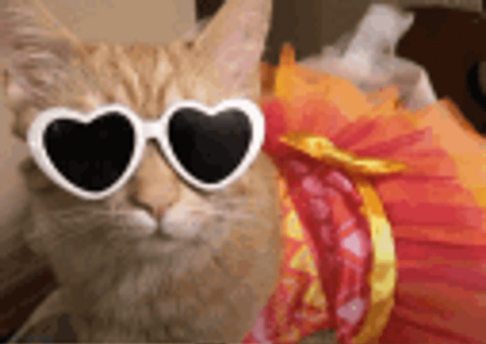 Cute Cat Heart Sunglasses Dress GIF