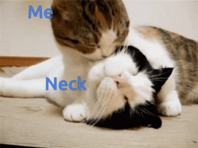 Cute Cat Hickey Neck Kiss GIF