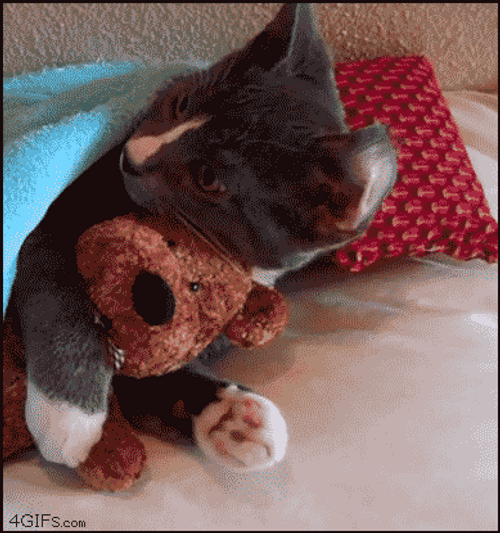 Cute Cat Hugging Teddy In Bed GIF
