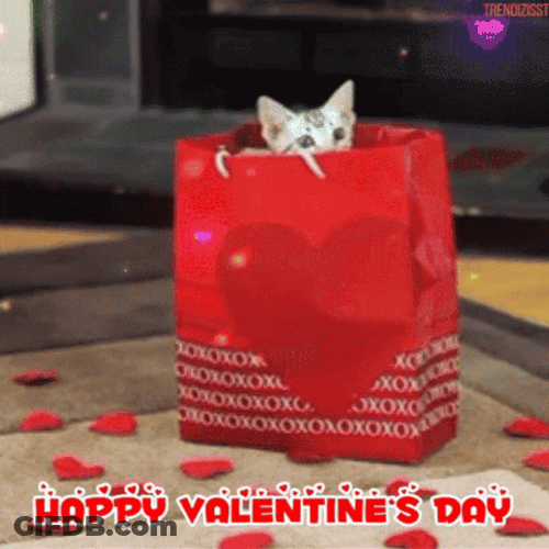 Cute Cat In A Bag Happy Valentines Day GIF