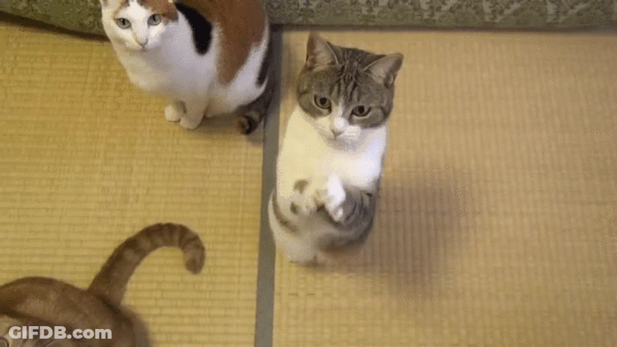 Cute Cat Is Begging GIF