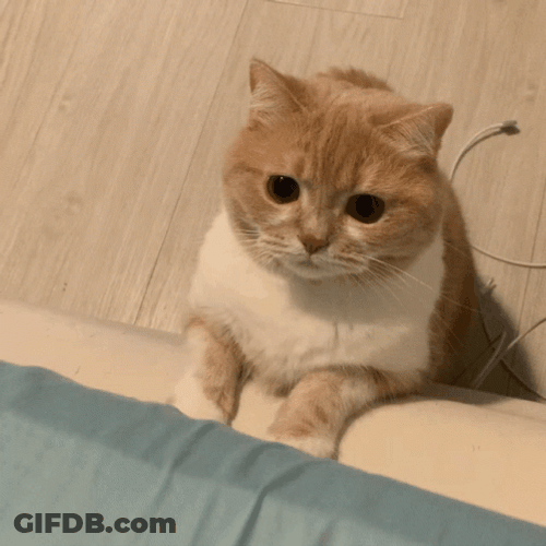 Cute Cat Jumping And Playing GIF