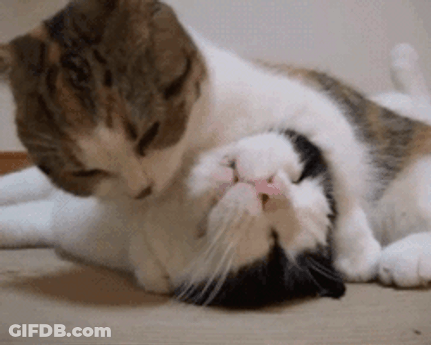 Cute Cat Kiss GIF