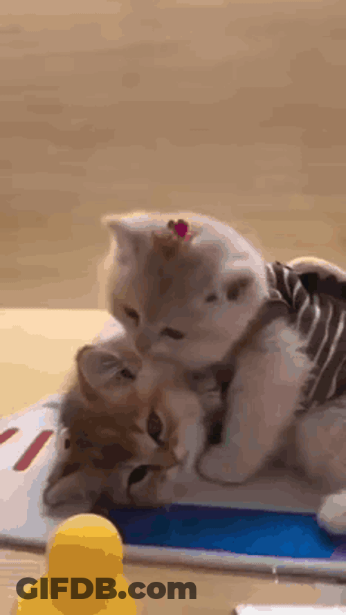 Cute Cat Kitty Kiss Sped Up GIF