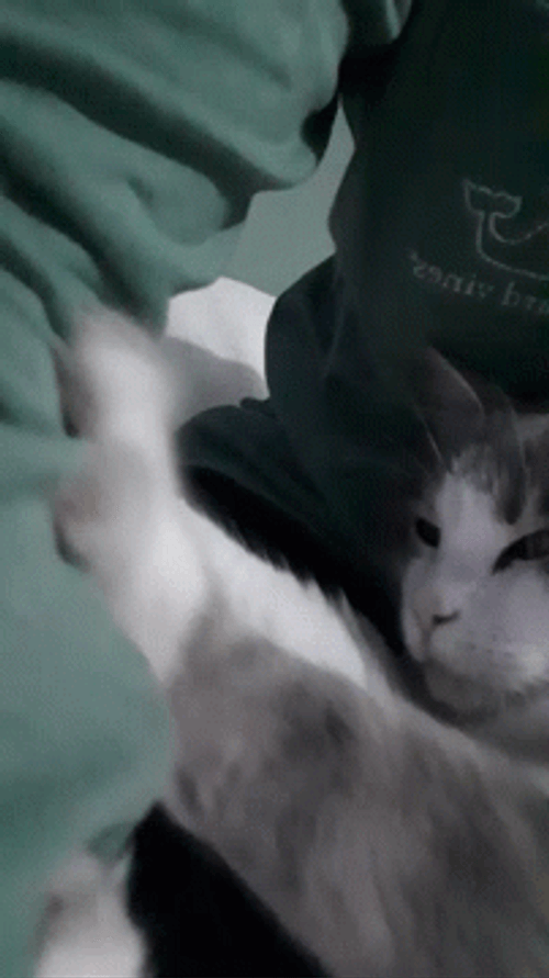 Cute Cat Knead Bed Sheet GIF
