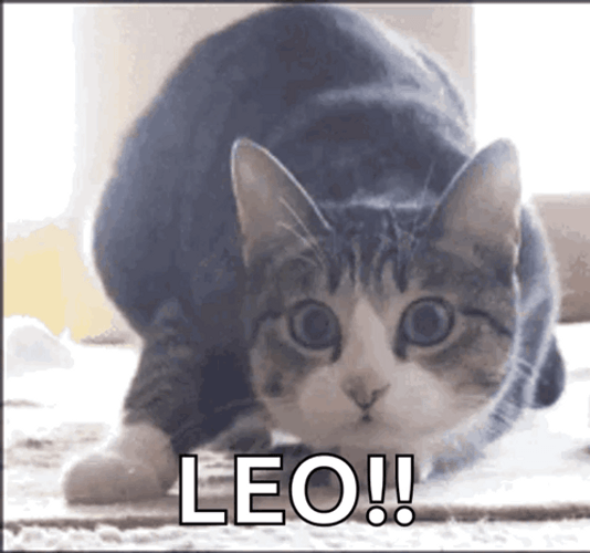 Cute Cat Leo GIF