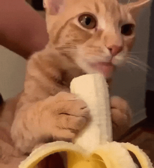 Cute Cat Lick Banana GIF