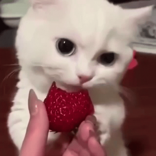 Cute Cat Licking Strawberry GIF